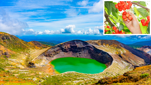 <Web割対象商品>【キングツアーバス旅】本場山形でさくらんぼ狩り食べ放題とエメラルドグリーンに輝く神秘的な火口湖御釜 蔵王四季のホテル1泊2日〔調布・新宿発〕1